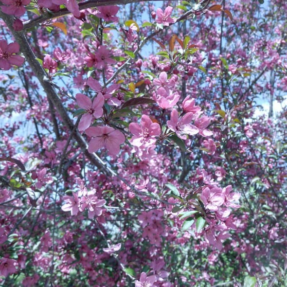 Thundercloud plum (2)