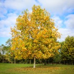 Tulip Tree