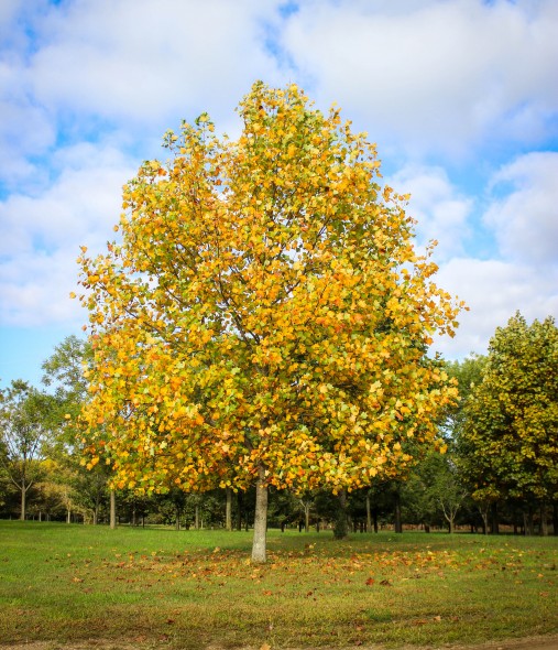 Tulip Tree