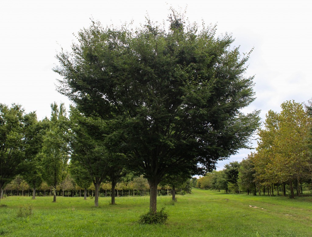 Village Green Zelkova Halka Nurseries