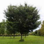 Village Green Zelkova (2)