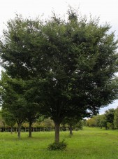 Village Green Zelkova (2)