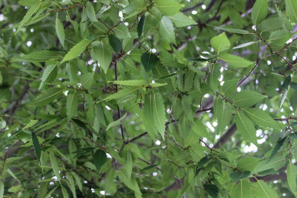 Village Green Zelkova (3)