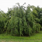 Weeping Cherry (4)