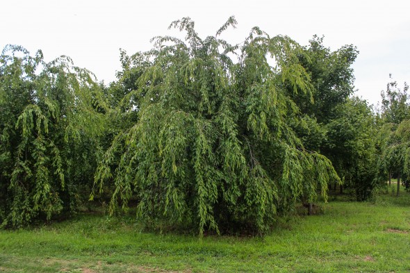 Weeping Cherry (4)