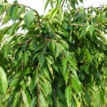 Weeping Cherry Foliage_Internet