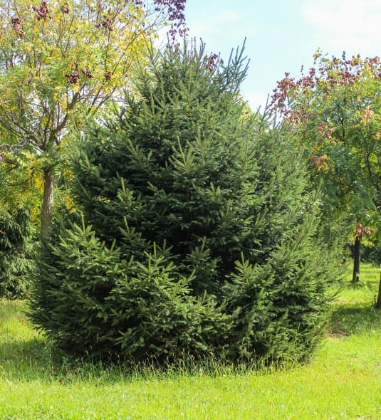White Spruce (2)