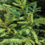 White Spruce (3)