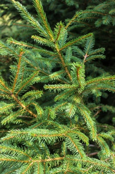 White Spruce (3)