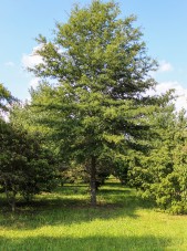 Willow Oak (2)