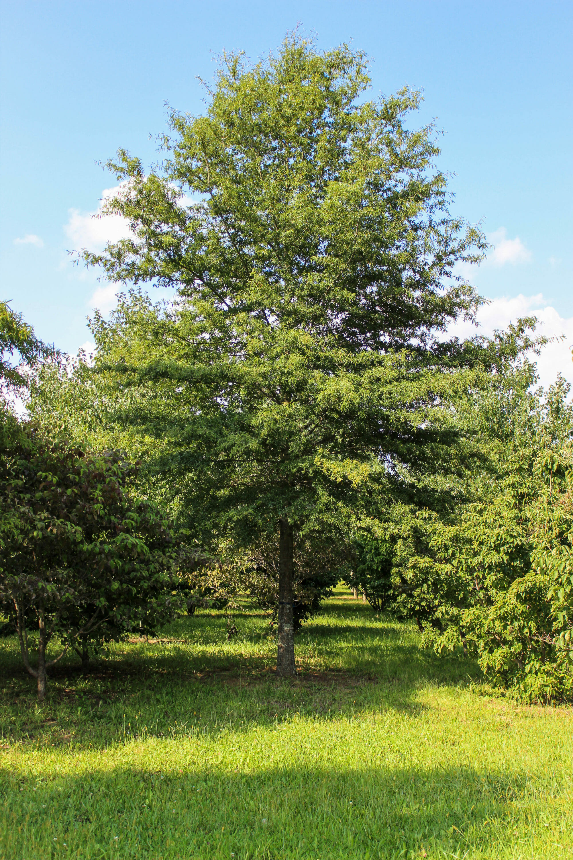 Willow Oak (2) Halka Nurseries