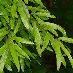 Willow Oak Foliage_Internet