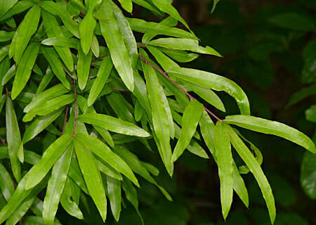 Willow Oak Foliage_Internet