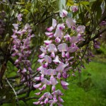 Wisteria pink