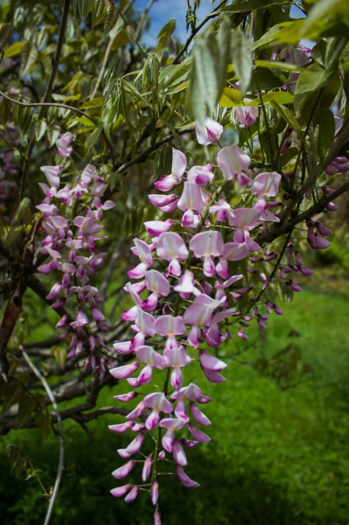 Japanese Wisteria (Pink Tree Form) Halka Nurseries