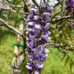 Wisteria purple