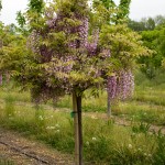 Wisteria purple 2