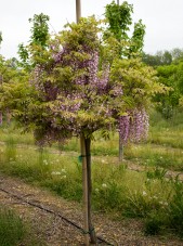 Wisteria purple 2