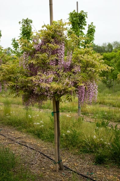 Wisteria purple 2