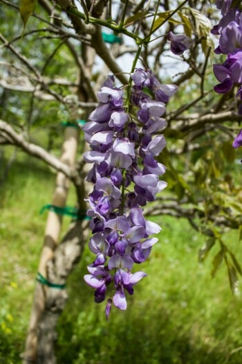 purple tree japan purple tree japan