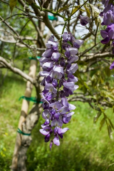 Wisteria purple