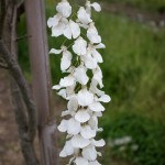 Wisteria white flower