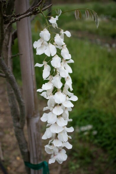 Wisteria white flower