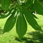 Yellow buckeye horsechestnut foliage_internet