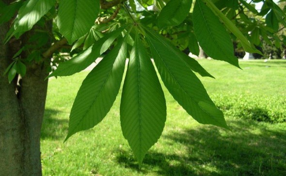 Yellow buckeye horsechestnut foliage_internet