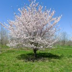 Yoshino Cherry (2)