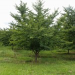 Yoshino Cherry (Low Branched) (1)