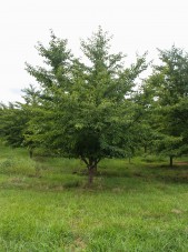 Yoshino Cherry (Low Branched) (1)