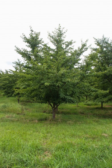 Yoshino Cherry (Low Branched) (1)