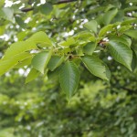 Yoshino Cherry (Low Branched) (9)