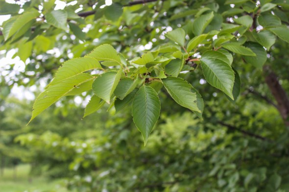 Yoshino Cherry (Low Branched) (9)