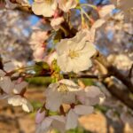 Yoshino-cherry-tree-flowering