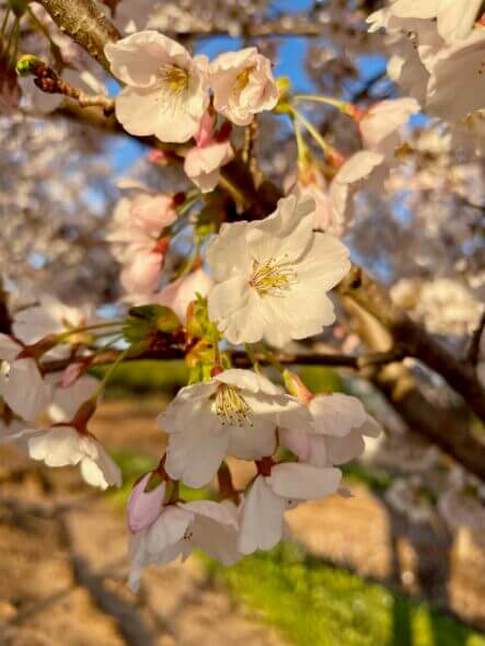 Yoshino-cherry-tree-flowering
