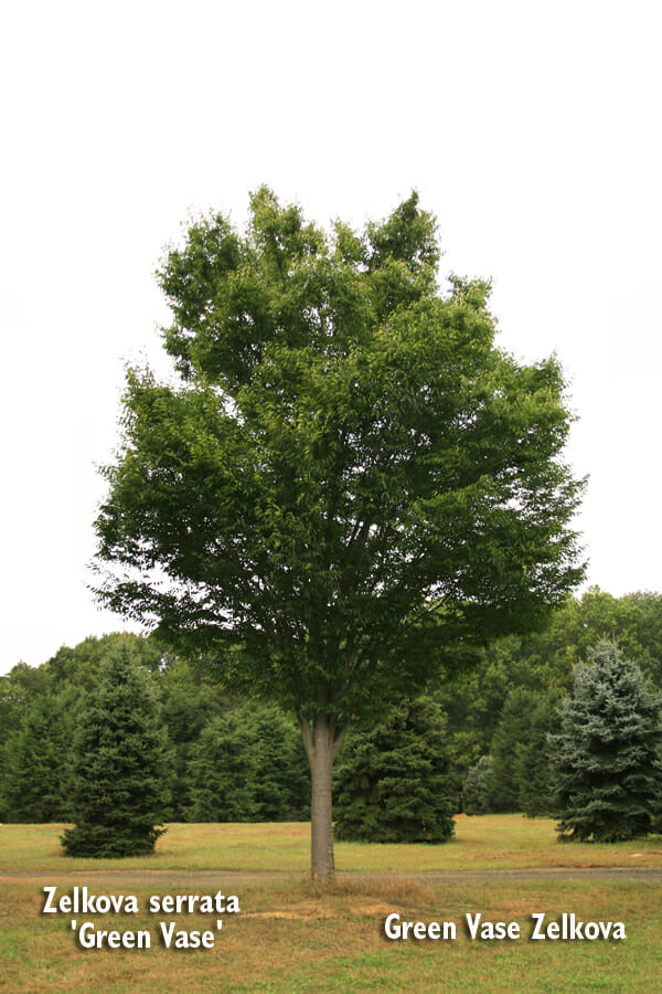 Zelkova_serrata_Green_Vase3b Halka Nurseries