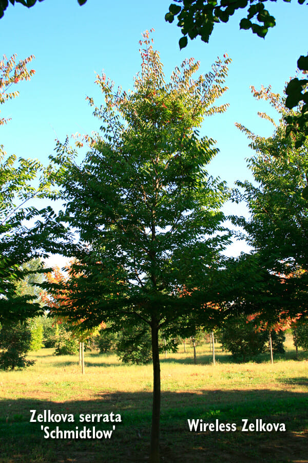 Zelkova_serrata_Schmidtlow3b Halka Nurseries