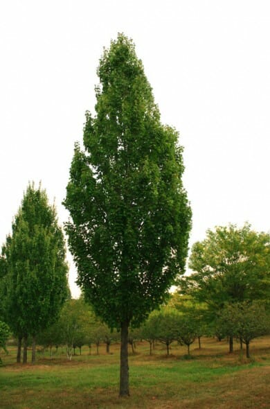 Armstrong Maple Halka Nurseries, Armstrong Maple Tree