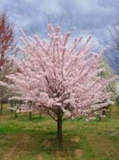 akebono cherry