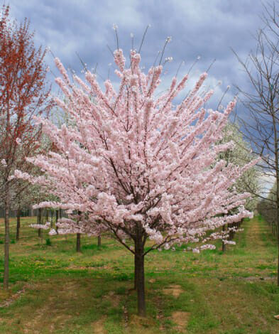 akebono cherry