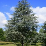 blue atlas cedar