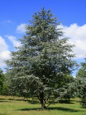 blue atlas cedar