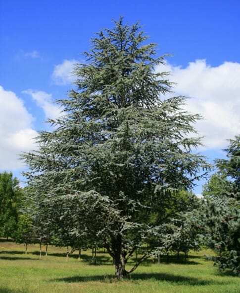 blue atlas cedar