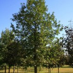 bur oak