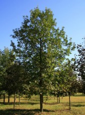 bur oak