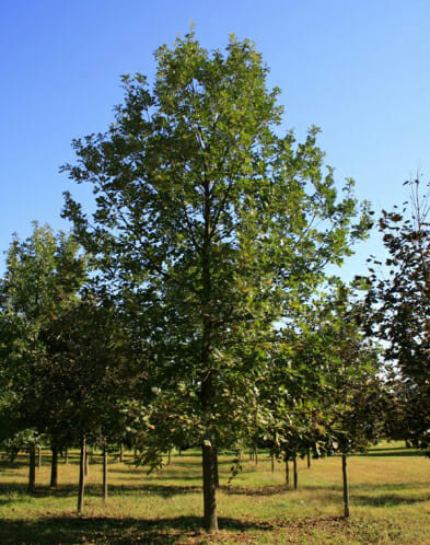 bur oak