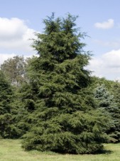 canadian hemlock