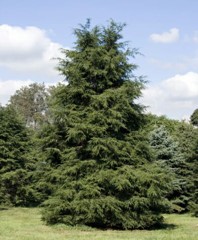 canadian hemlock